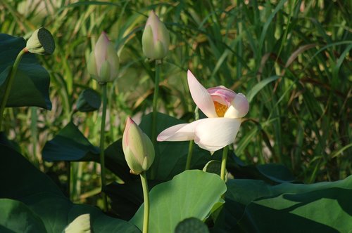 lotus flowers outdoor  summer  fior
