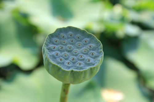 lotus fruit lotus plant