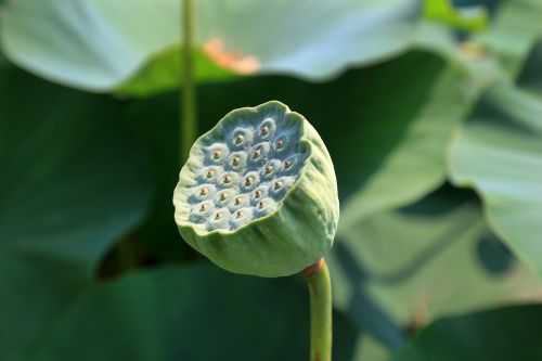 lotus fruit lotus seed