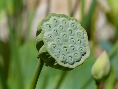 lotus india seeds green