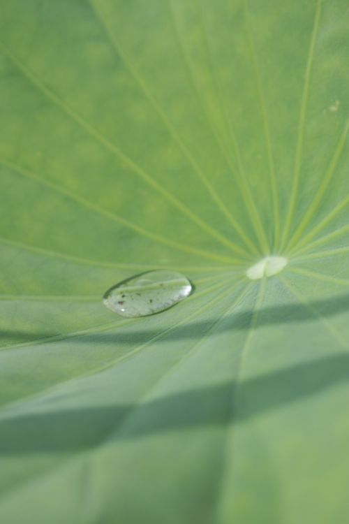lotus leaf morning water