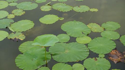 lotus leaf water park