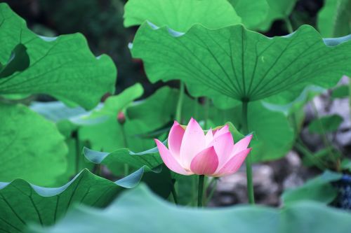 lotus leaf green views