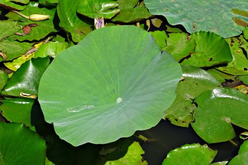 lotus leaf water drop droplet