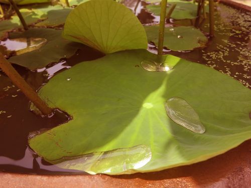 lotus leaf trickle plants