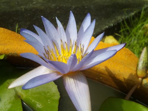 lotus leaf lotus water plants