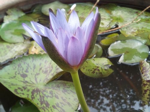 lotus leaf lotus water plants