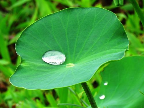 lotus leaf water drop lotus