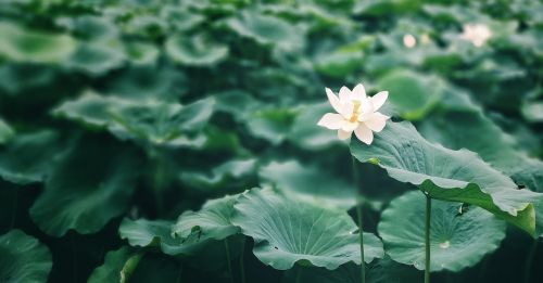 lotus leaf summer lotus