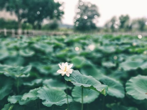 lotus leaf lotus green