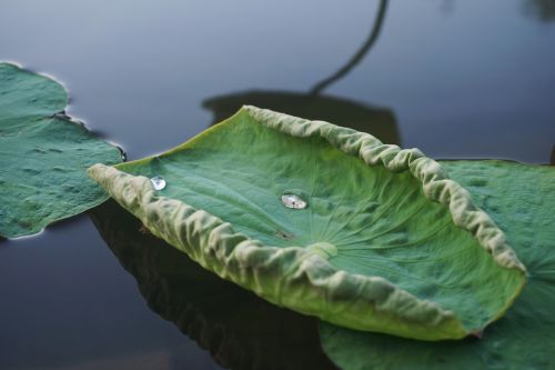 lotus leaf water drops lake