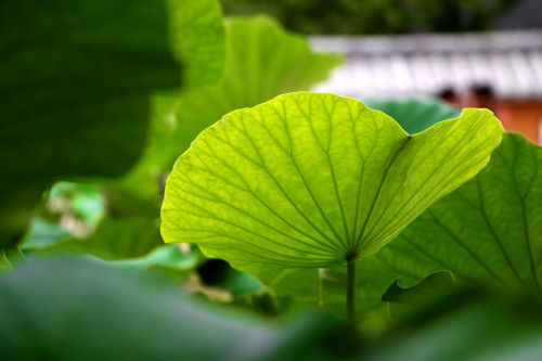 lotus leaf nature plants