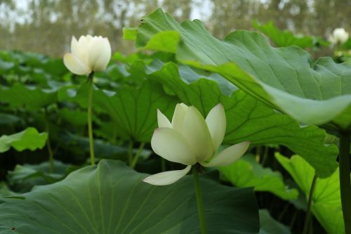 lotus leaf lotus bloom