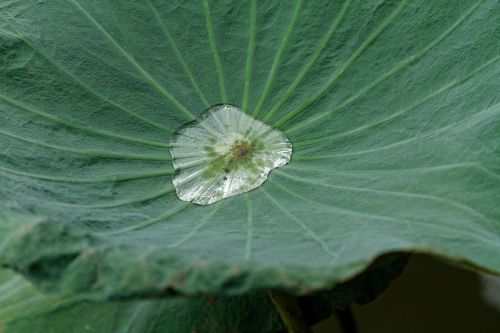 lotus leaf water green