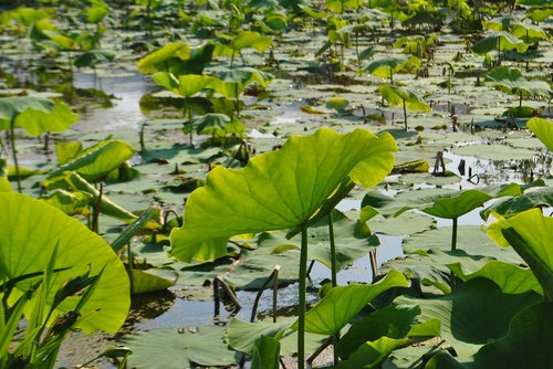 lotus leaf  lotus  pond