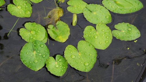 lotus leaf  pond  nature