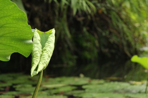 lotus leaf pond green