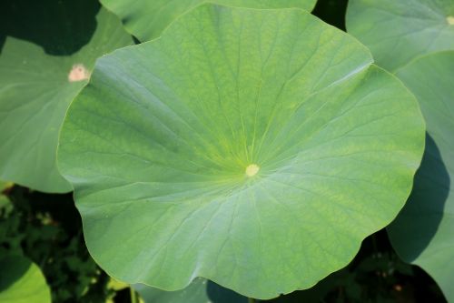 lotus leaf lotus leaf
