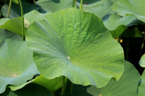 lotus leaf lotus leaf