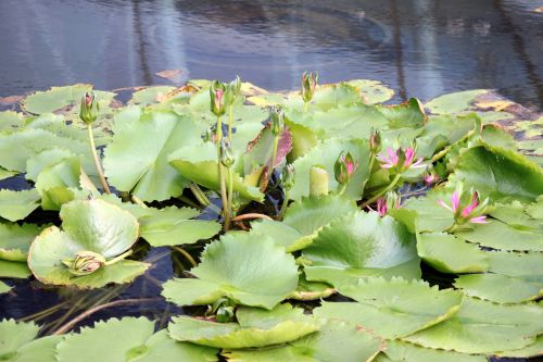 Lotus Leaves And Flower