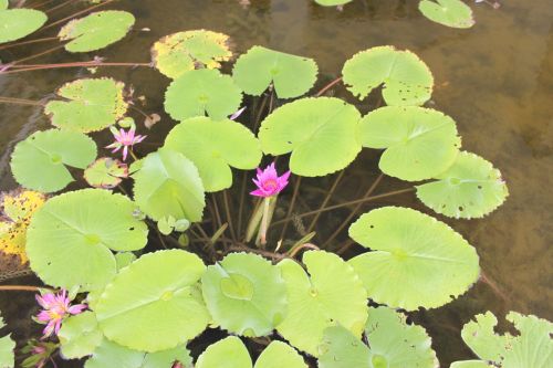 Lotus Leaves And Flower