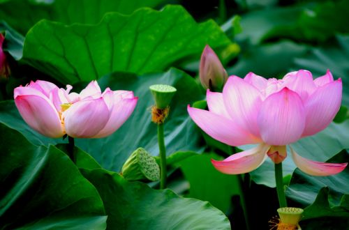 Lotus Pair