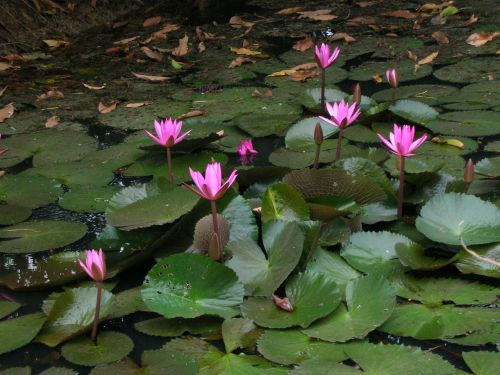 lotus pond cambodia lily pads