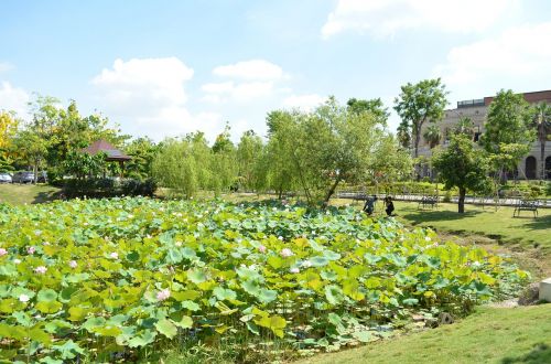 lotus pond asian university blue day