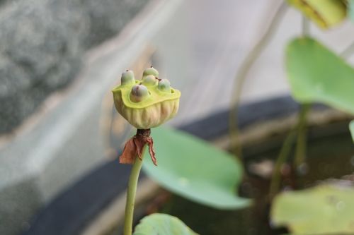 lotus root lotus