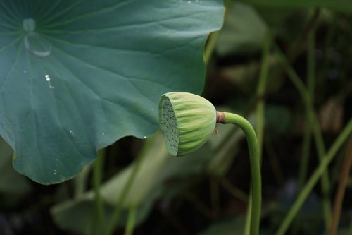 lotus seed  lotuspip  lotus