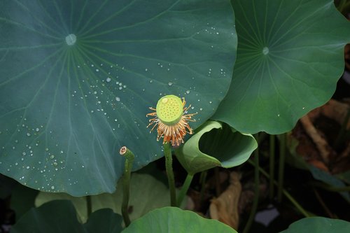 lotus seed  plants  lotus