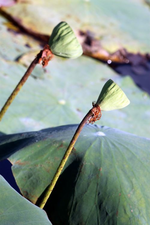 Lotus Seed And Leaves