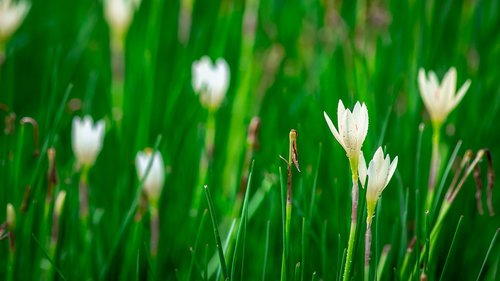 lotus soil  flowers