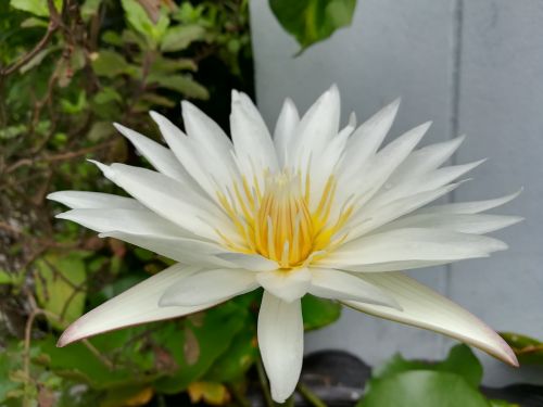 lotus white flowers lotus basin