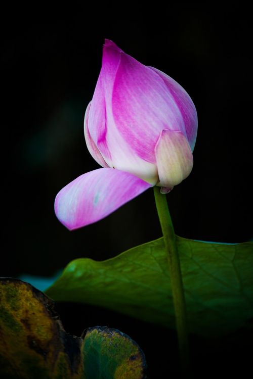 lotuts flower vietnam