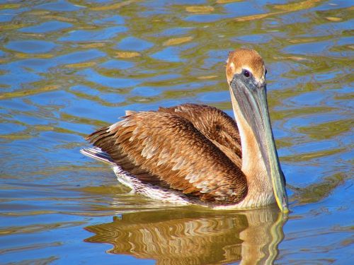 louisiana birds pelicans