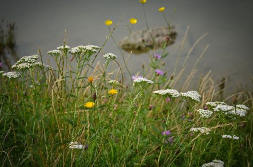 Meadow