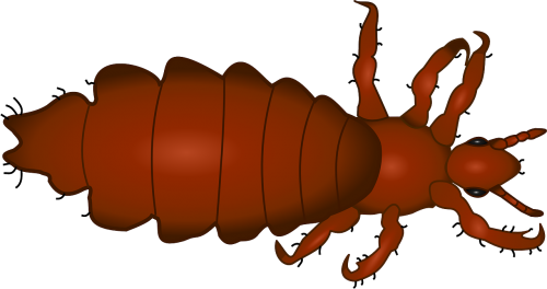 louse insect animal