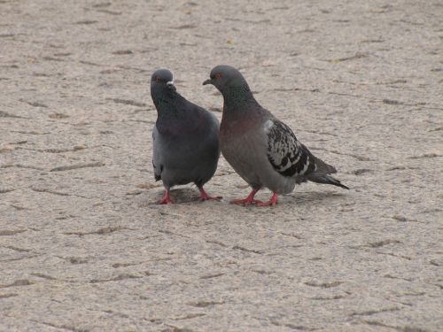 love dove pigeons