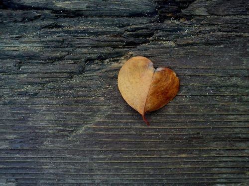 love nature heart