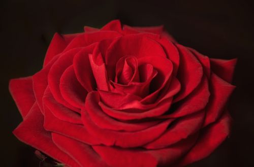 love valentine's day red rose