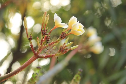 love  nature  flower