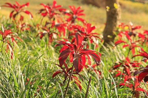 love  nature  flower