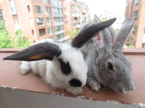 love rabbit warm