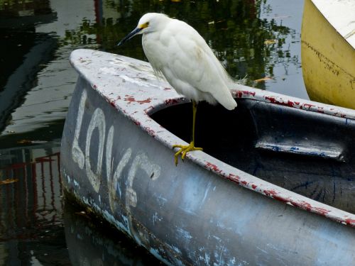 Love Bird Boat