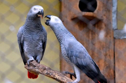 love birds romance romantic