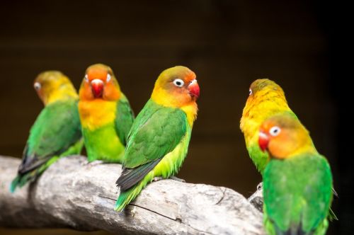 love birds birds colour