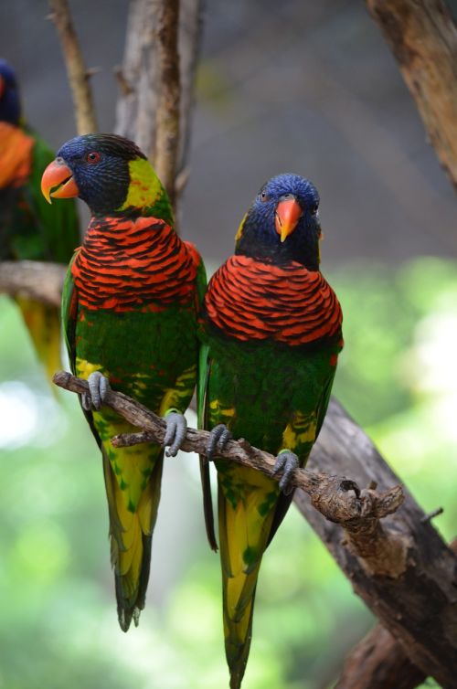 love birds birds animal