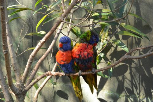 love birds birds colorful