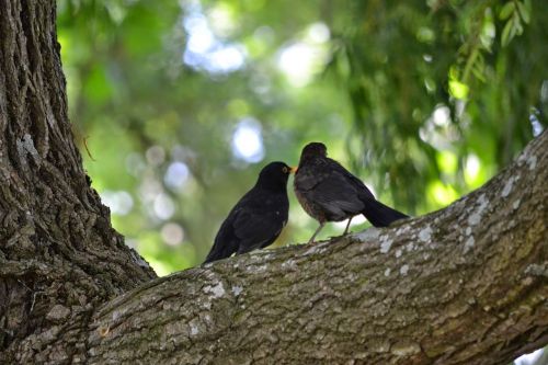 love birds two birds together